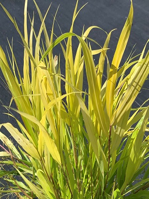 HAKONECHLOA - macra All Gold